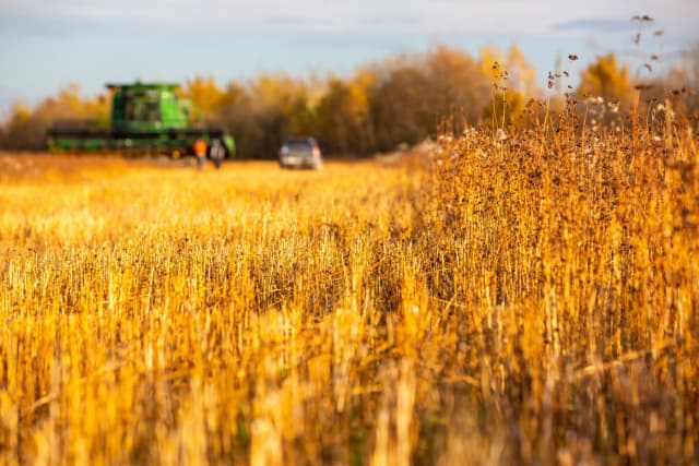 Гречки у Тисменичанах вже нема: зібрали урожай